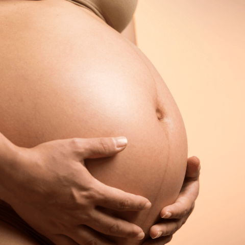 gravid mave